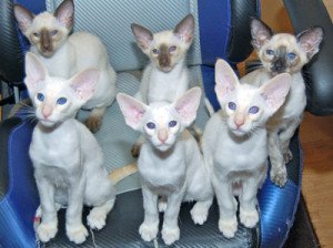 modern siamese kittens for sale near me