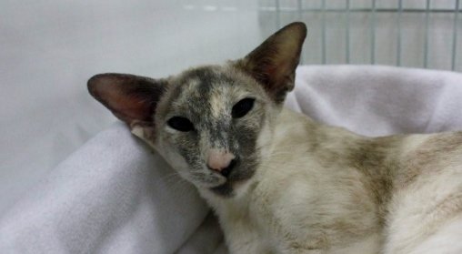 Tortie Point Siamese Cats Profile on Siamese Cat Breeder