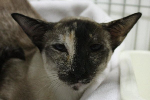 Tortie Point Siamese Cats Profile on Siamese Cat Breeder