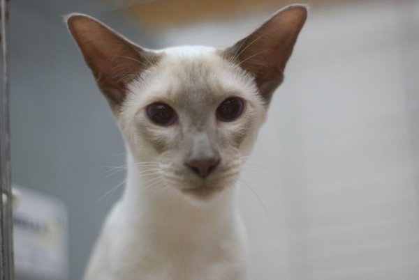 Lakeland Siamese Pictures 2013 - Siamese Cat Breeder