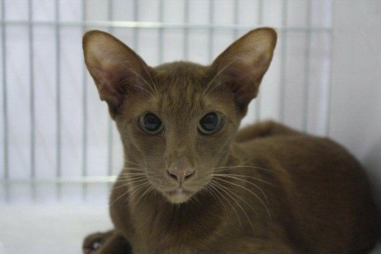 Wyvern Oriental Pictures 2013 - Siamese Cat Breeder