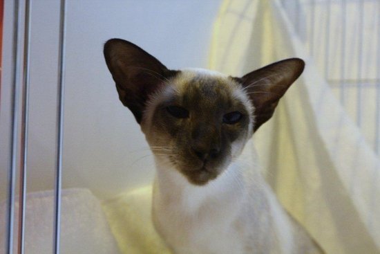 Kentish Oriental and Siamese Pictures 2013 - Siamese Cat Breeder