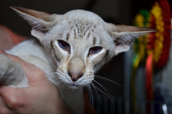 seal tabby point siamese for sale