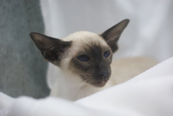 Shropshire Siamese Pictures 2014 - Siamese Cat Breeder