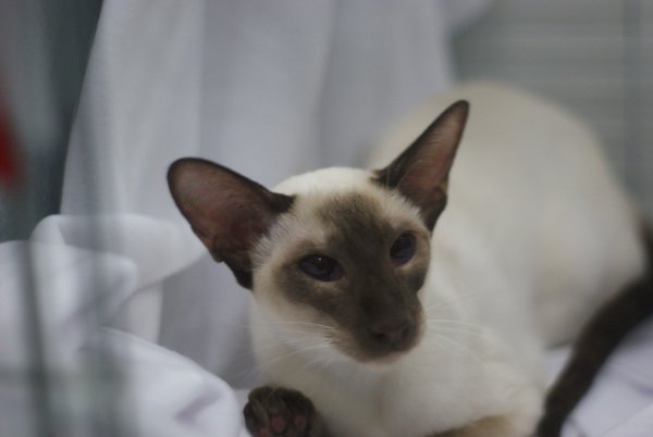 Shropshire Siamese Pictures 2014 - Siamese Cat Breeder