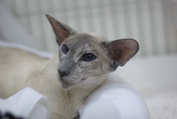 West Country Siamese Results 2014 - Siamese Cat Breeder