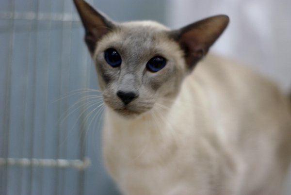 North West Siamese and Oriental Pictures 2014 - Siamese Cat Breeder