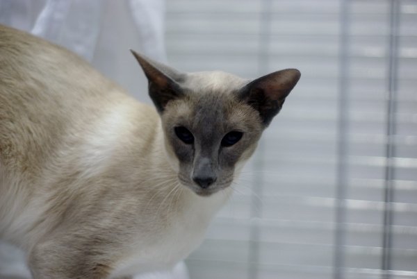 North West Siamese and Oriental Pictures 2014 - Siamese Cat Breeder