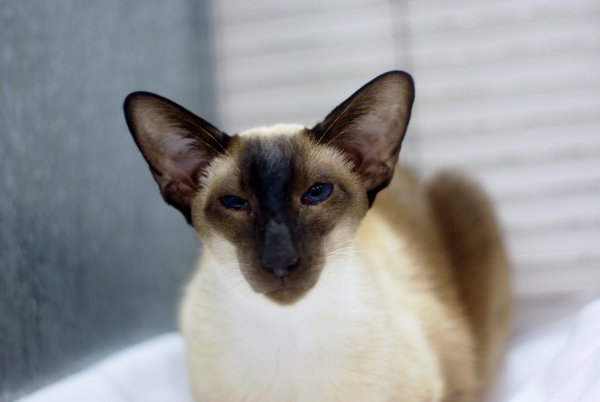 North West Siamese and Oriental Pictures 2014 - Siamese Cat Breeder