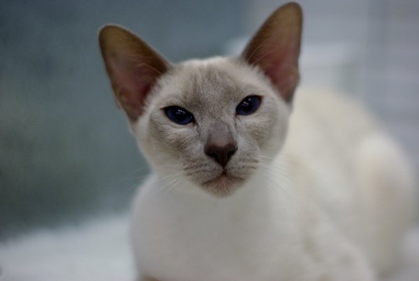 North West Siamese and Oriental Pictures 2014 - Siamese Cat Breeder