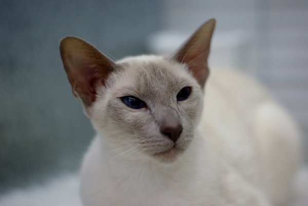 North West Siamese and Oriental Pictures 2014 - Siamese Cat Breeder