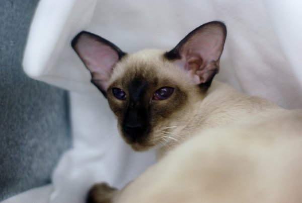 North West Siamese and Oriental Pictures 2014 - Siamese Cat Breeder