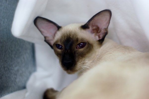 North West Siamese and Oriental Pictures 2014 - Siamese Cat Breeder