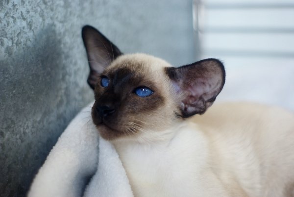 Havana & Oriental Lilac Siamese Results 2014 - Siamese Cat Breeder