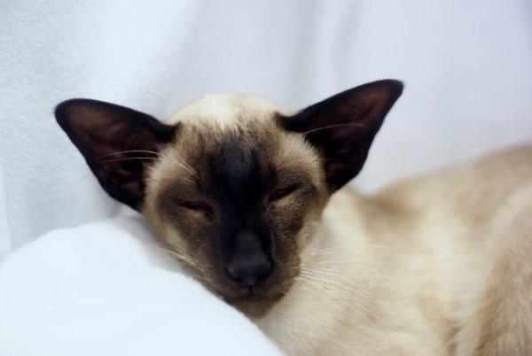 Havana & Oriental Lilac Siamese and Oriental Photos 2014 - Siamese Cat ...