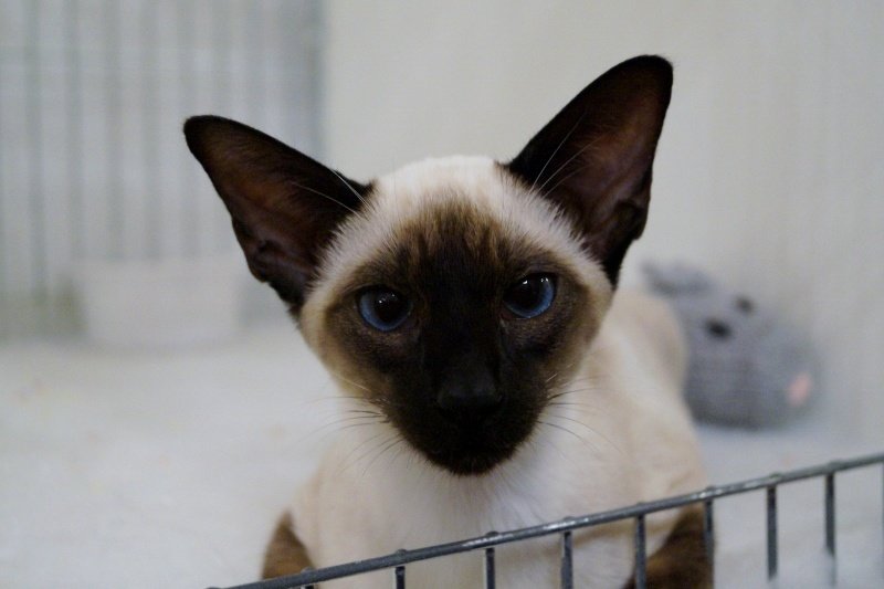 Trans Pennine Siamese and Oriental Photos 2015 – Siamese Cat Breeder