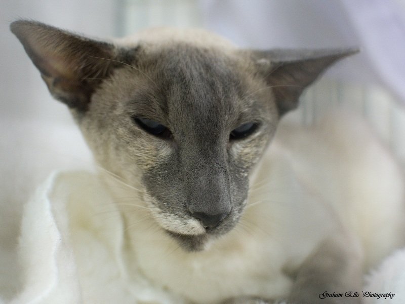 Cam Cats Siamese and Oriental Pictures 2016