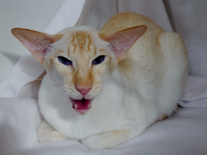 photo of tabby siamese cat