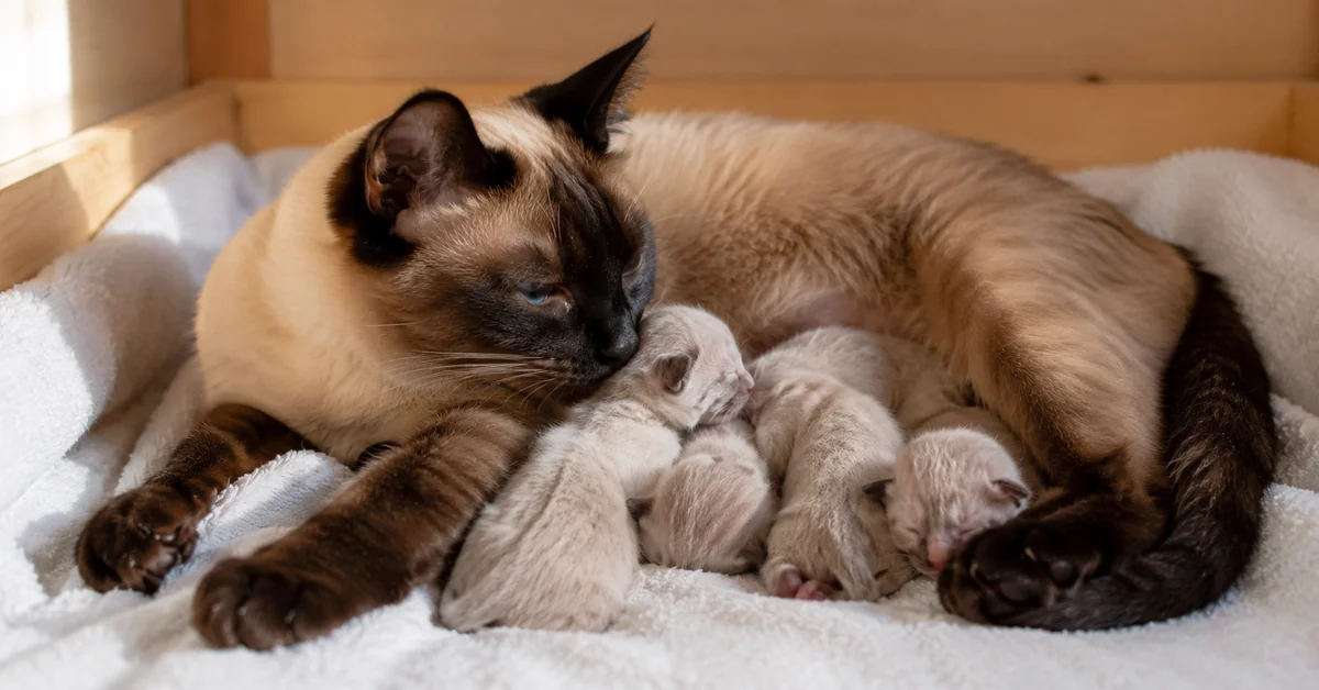 Newborn kittens are most at risk of hypoglycaemia Newborn Siamese kittens in the nest box with their mother