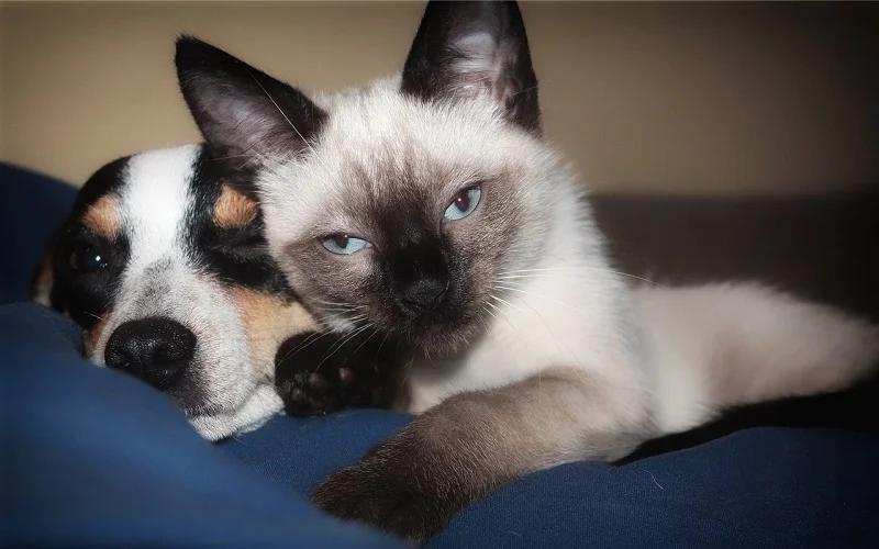 Siamese cat and dog cuddled together on a blanket