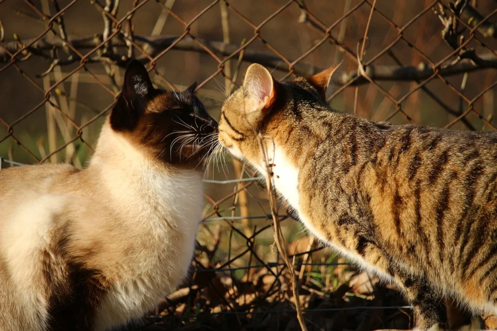 Siamese cat and tabby cat touching noses — showing how Siamese cats get along with other cats