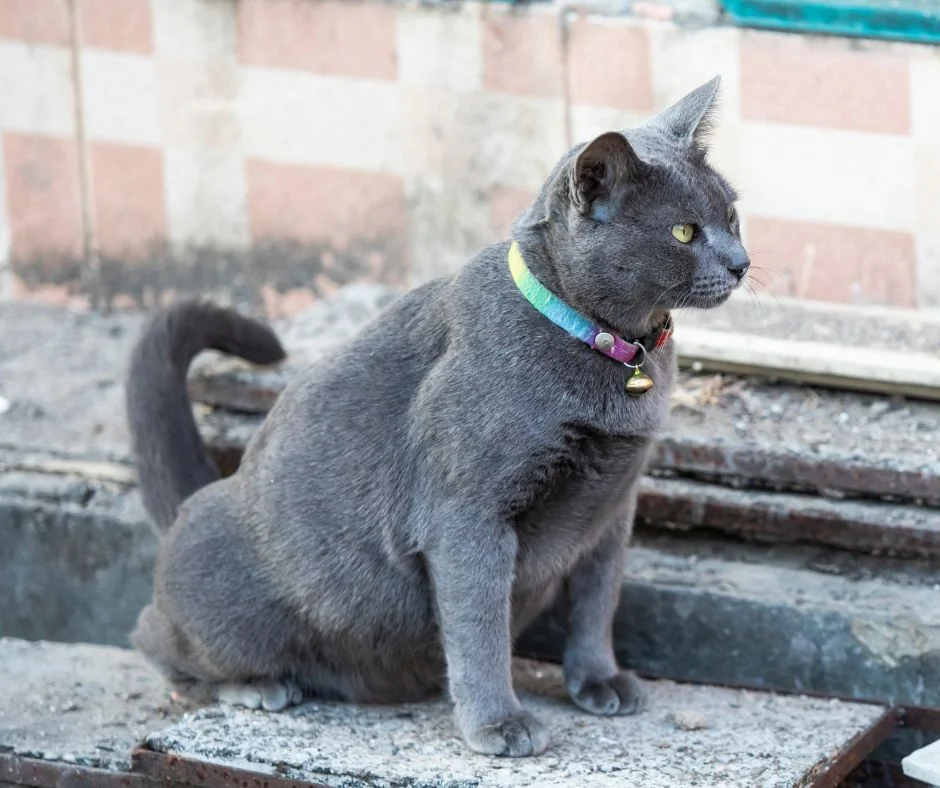 Cat peeing outside the litter tray — squatting posture on a horizontal surface indicates inappropriate urination, not spraying