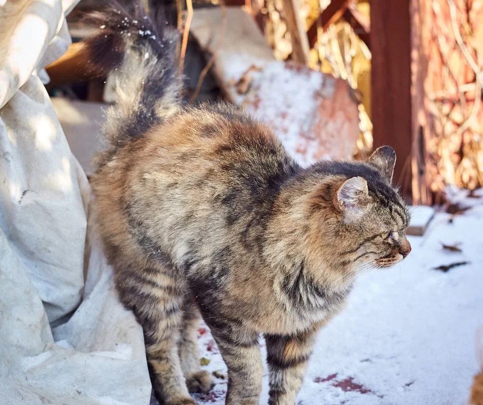 Cat spraying on a vertical surface — the classic tail-up posture that distinguishes spray from regular urination