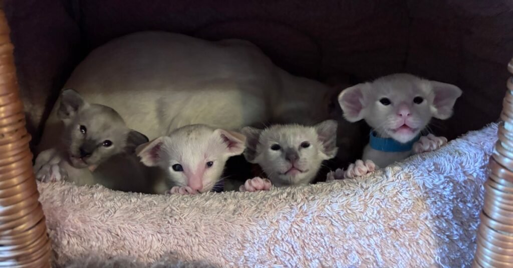 Siamese queen with her newborn litter of kittens nestled in a wicker nesting basket