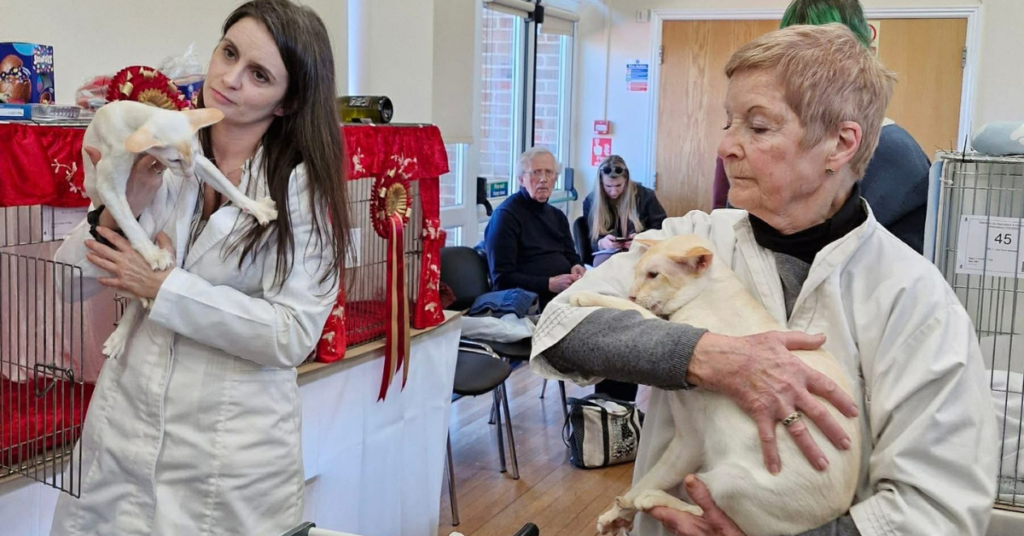 GCCF cat show judge in a white coat holding up a seal-point Siamese cat for examination against the breed standard