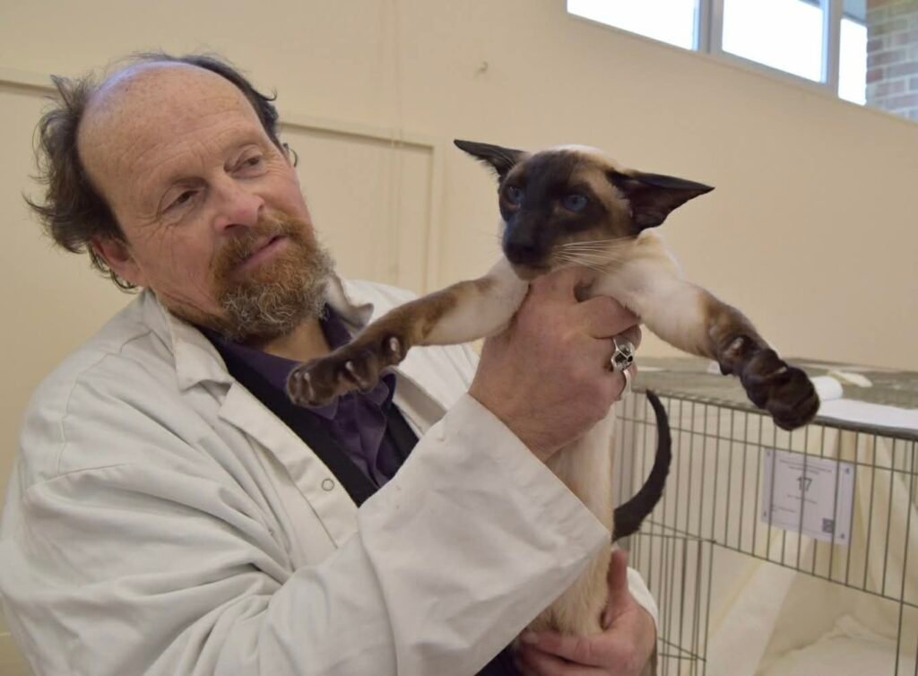 GCCF cat show judge in a white coat holding up a seal-point Siamese cat for examination against the breed standard