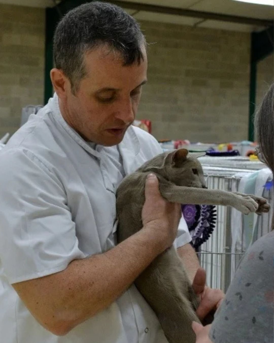 Ross Davies, GCCF Full Judge, conducting a hands-on assessment of a show cat