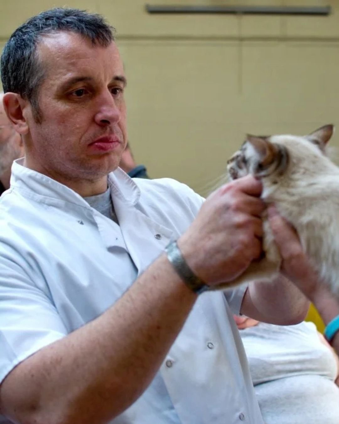 Ross Davies with a caramel-point Oriental GCCF Full Judge Ross Davies assessing a caramel-point Oriental at the 2017 Northern Siamese and Oriental Show