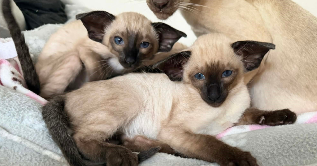 A litter of seal-point Siamese kittens at a GCCF breeder home — the start of an owners guide journey