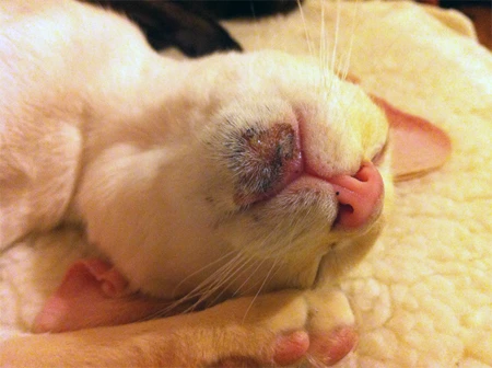 Treating feline acne on a cat's chin