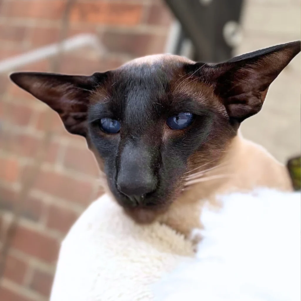 Siamese cat going out to stud