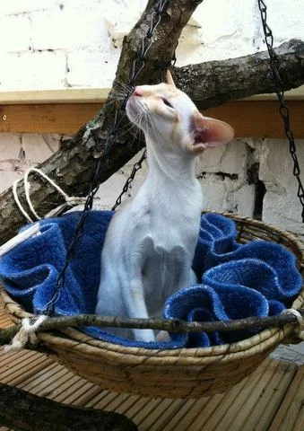 Toys and enrichment items inside an outdoor cat run for a stud cat