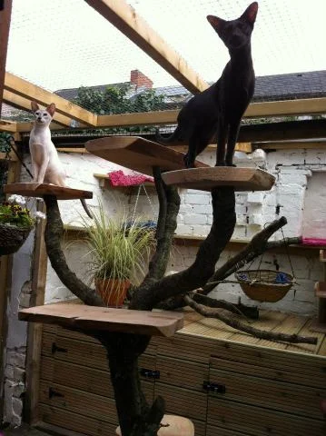 Outdoor cat tower inside a stud cat enclosure — climbing frame for enrichment