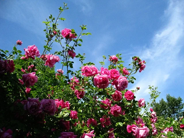 Red roses — the emotional highs and lows of breeding cats