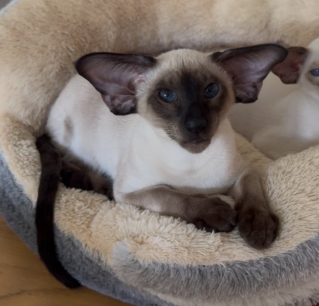 Alert seal point Siamese kitten sitting upright in a cosy grey fluffy cat bed, looking directly at camera with vivid blue eyes