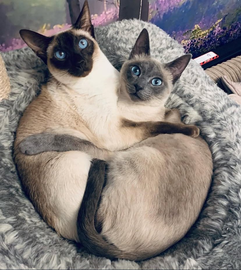 Seal point and blue point Siamese cats grouped together on a grey bed, showing two of the four traditional Siamese colours