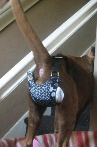 Cat wearing stud pants — a nappy-like garment to manage spraying indoors