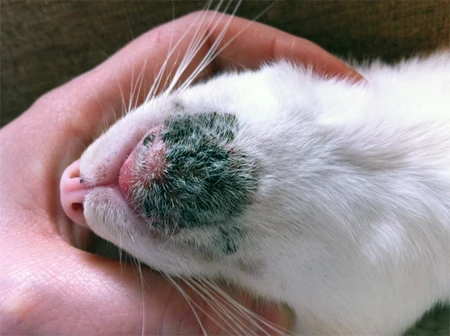 Feline acne on a cat's chin showing typical black specks