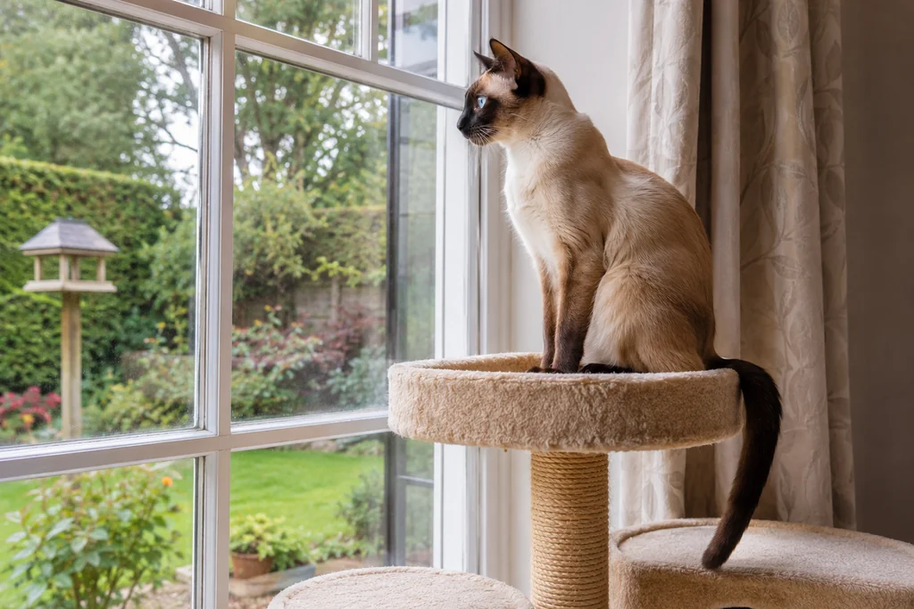 Indoor cat tree window perch — UK enrichment Cat TV Siamese cat on a cat tree by a window watching a UK garden — vertical space and window perches for indoor cat enrichment