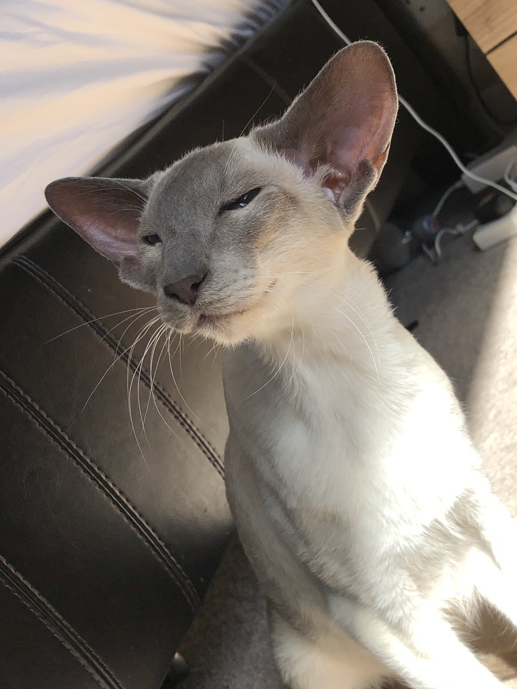 Caramel point Siamese A caramel point Siamese with cool, brownish-grey caramel points, a modifier of blue, lilac or fawn.