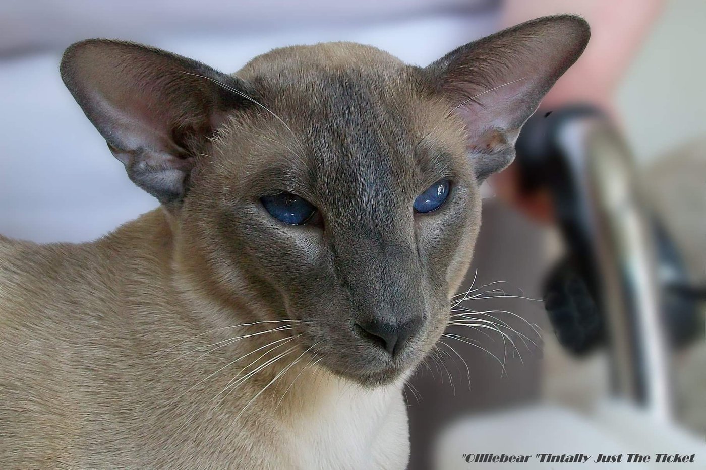 Caramel point Siamese A caramel point Siamese, created by the caramel dilute-modifier gene.