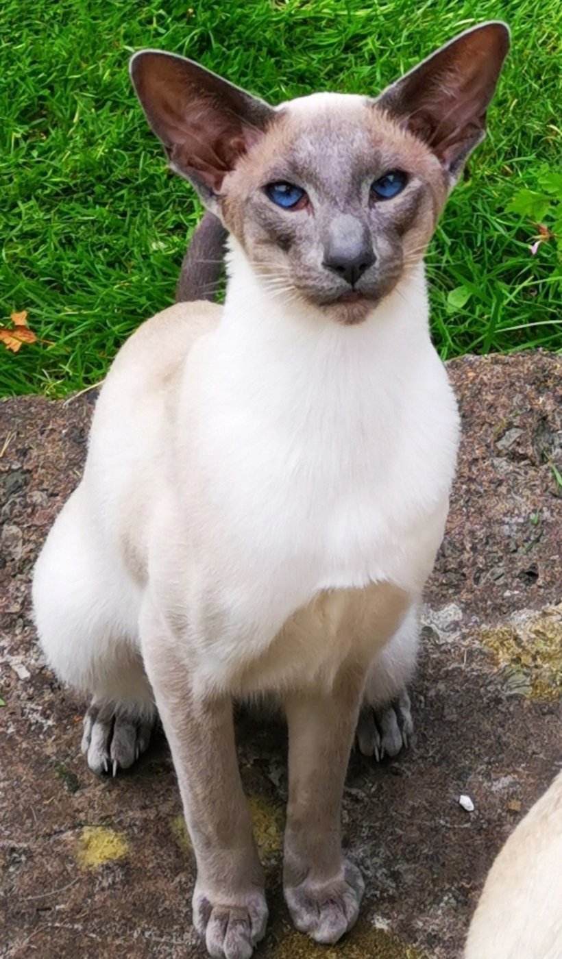 Caramel point Siamese A caramel point Siamese in profile showing the distinctive cool-toned points.
