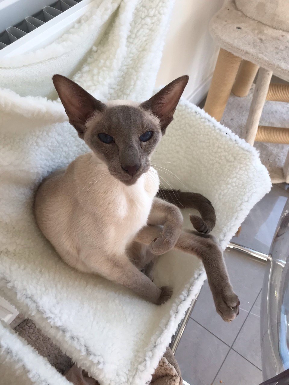 Caramel point Siamese cat