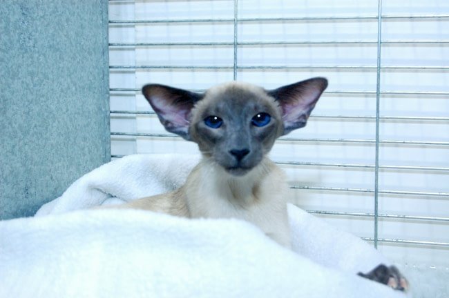 Caramel point Siamese cat