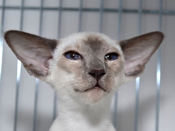 Caramel point Siamese cat