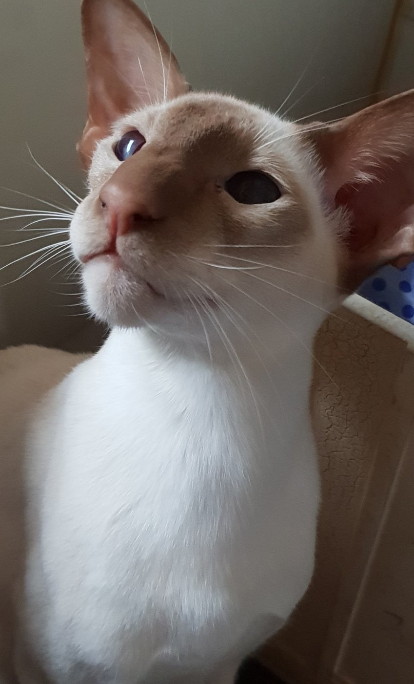 Cinnamon point Siamese A cinnamon point Siamese with warm reddish-brown cinnamon points, lighter and warmer than chocolate.